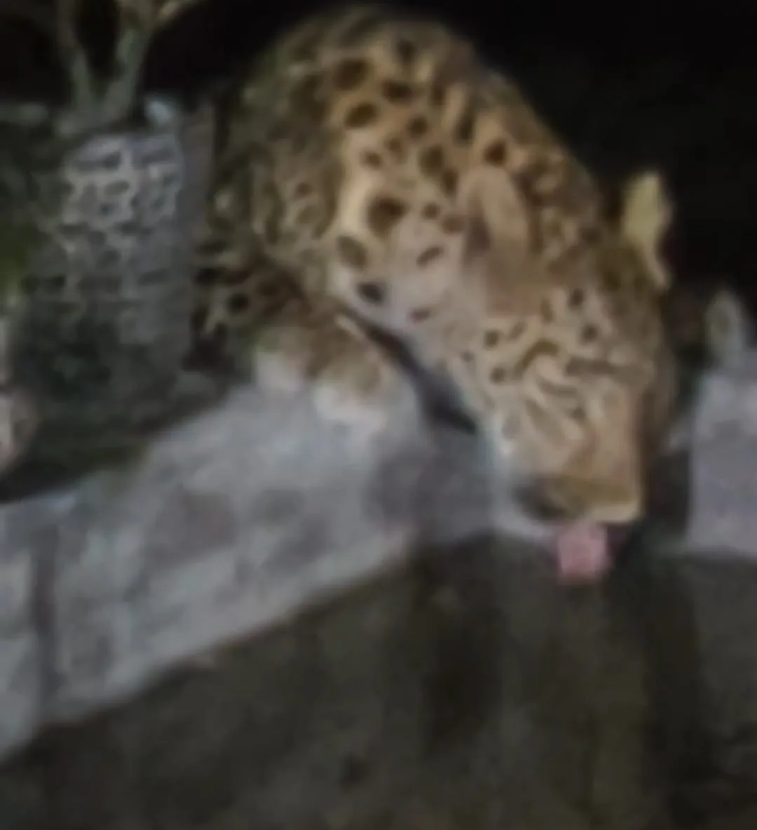 सातताल में गुलदार का आतंक