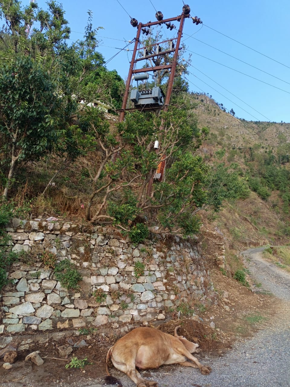 जुताई के दौरान करंट लगने से बैल की मौत, मुआवजे की मांग