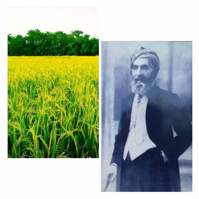 देहरादूनी बासमती: एक सुगंधित विरासत का उदय और अवसान