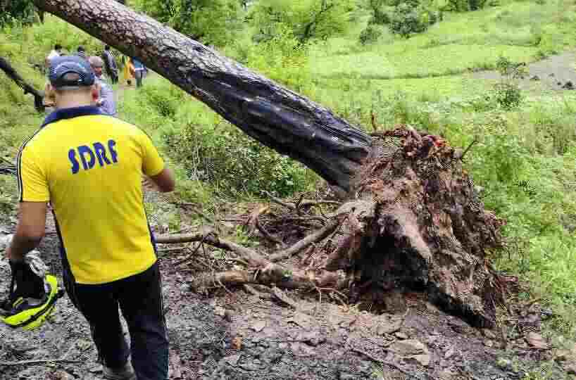दर्दनाक: स्कूल से घर लौट रहे दो मासूम बच्चों के ऊपर गिरा पेड़, मौत