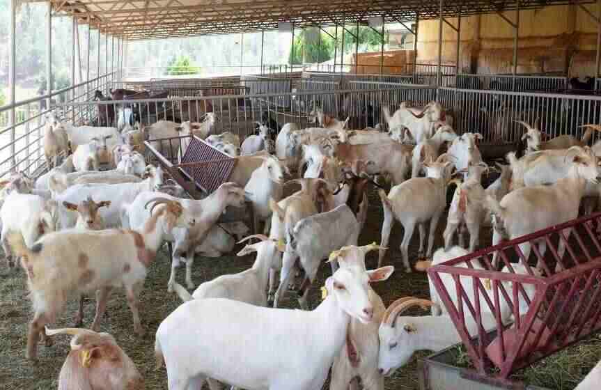 ग्रामोत्थान परियोजना से उत्तराखंड के 10 हजार से अधिक परिवारों की आजीविका को मिला सहारा