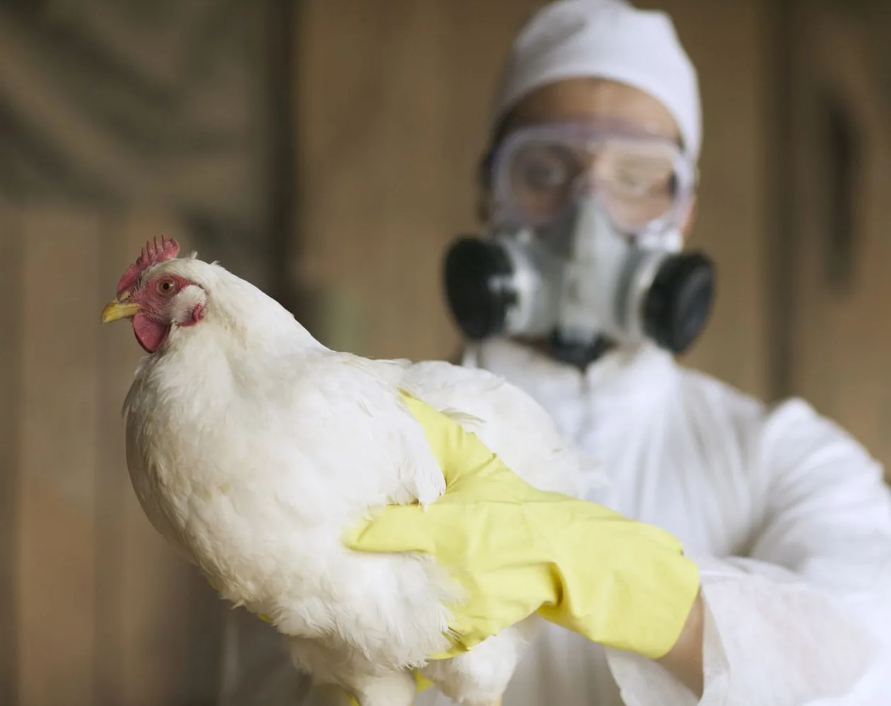 भीमताल में मिला बर्ड फ्लू का पहला केस