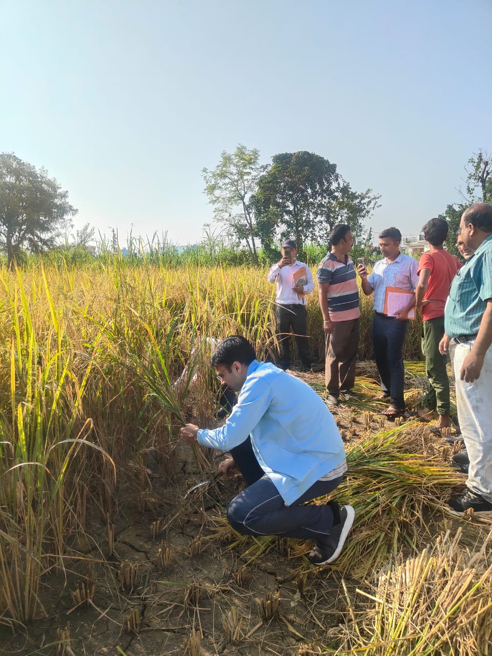डीएम सविन दरांति उठाकर सुबह-सुबह खेत में पहुंचे, धान की फसल काटी