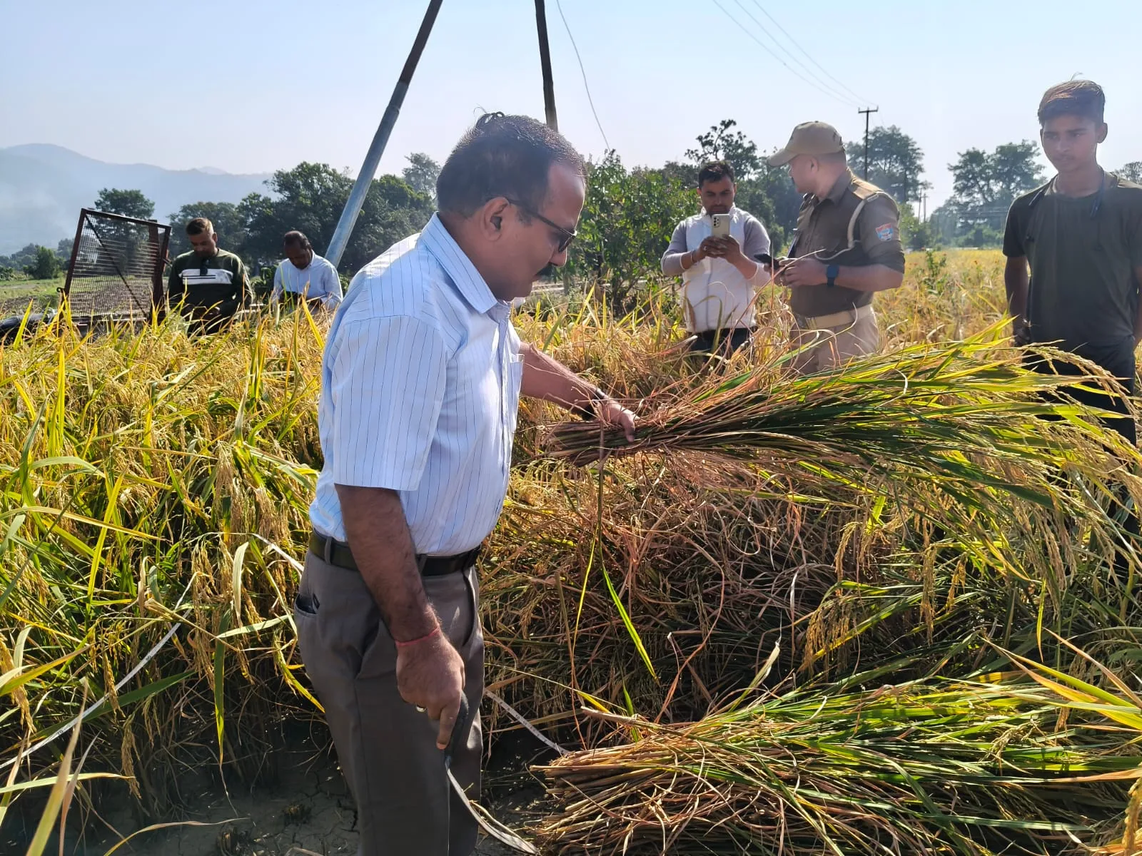 धान की फसल की क्रॉप कटिंग में शामिल हुए जिलाधिकारी, किसानों के हित में बताया इसे उपयोगी प्रक्रिया