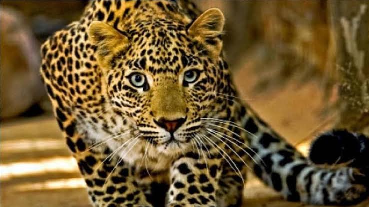 खैरोला पांडे में गुलदार की दहशत, ग्रामीणों में भय