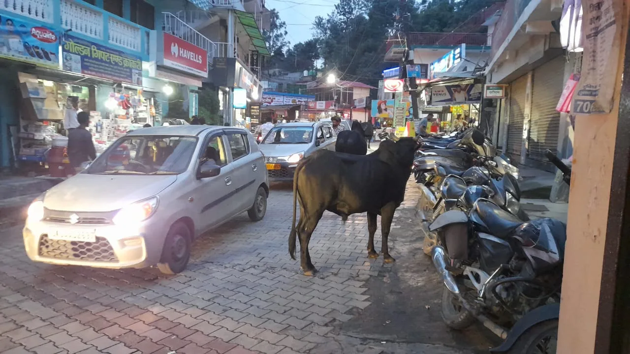 भीमताल में आवारा पशुओं का आतंक