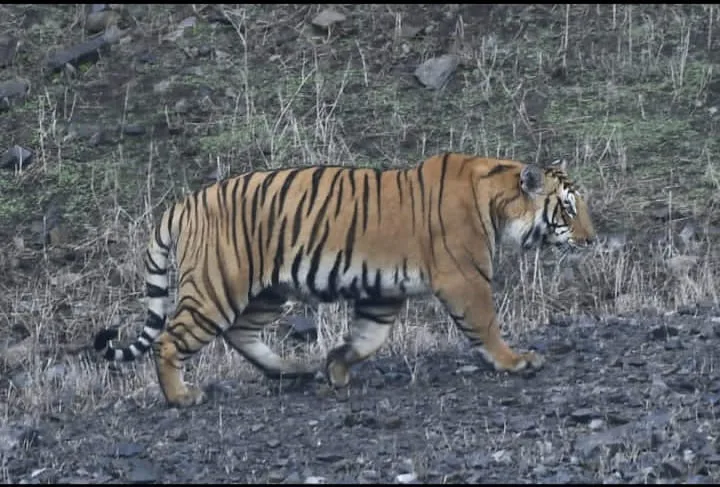 सातताल के जंगल में दिखे बाघ से लोगों में दहशत