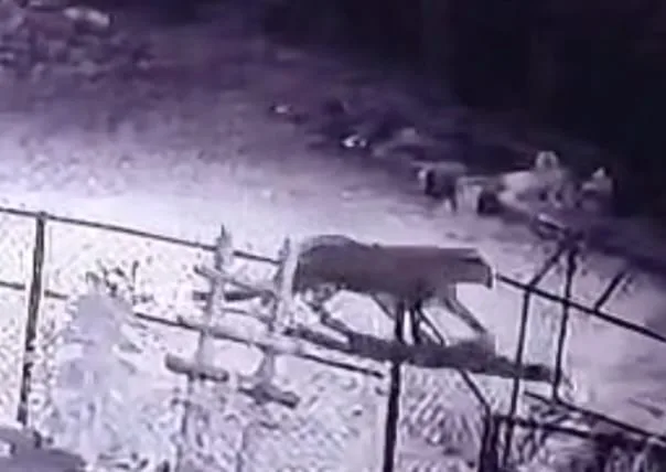 घरों के पास दिखा तेंदुआ लोगों में मची दहशत