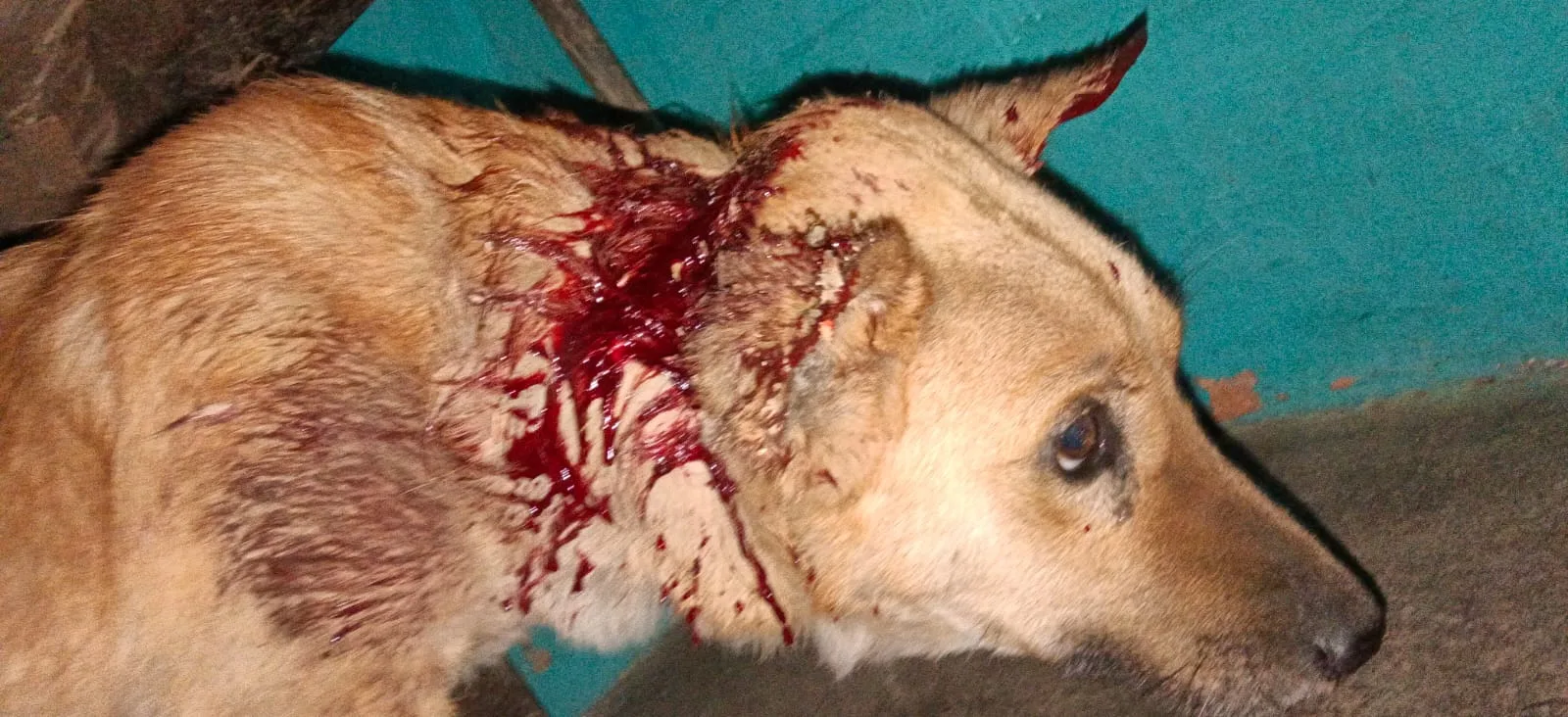 वन्य जीव की दहशत से सहमा जंगलियागांव, नौली तोक में पालतू कुत्ते पर हमला