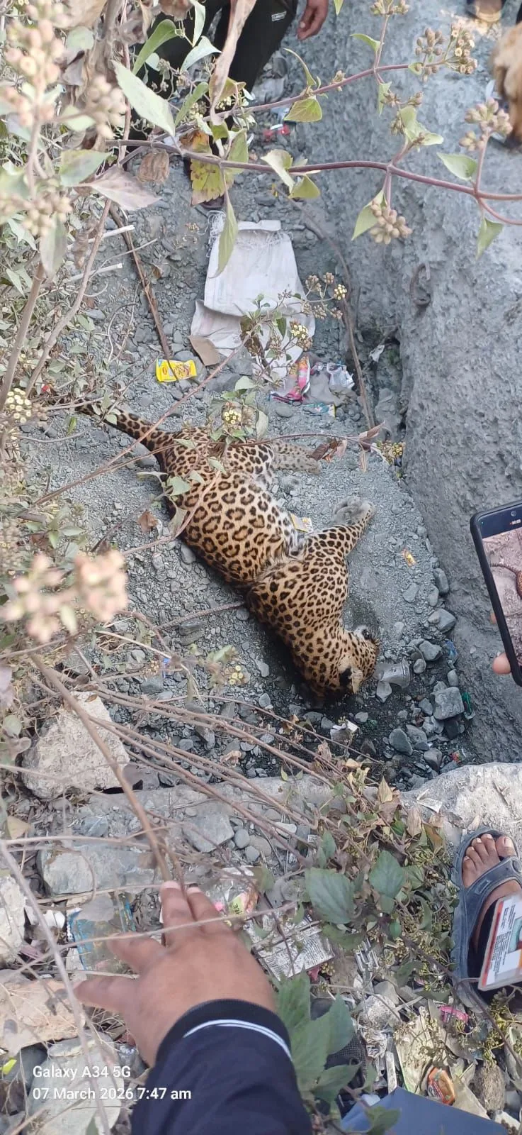 भीमताल नाले में पड़ा मिला तेंदुए का शव, वन विभाग ने पोस्टमार्टम के लिए भेजा रेस्क्यू सेंटर