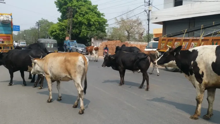 हल्द्वानी में आवारा पशुओं के खिलाफ अभियान तेज, तीन गोवंश गौशाला भेजे गए