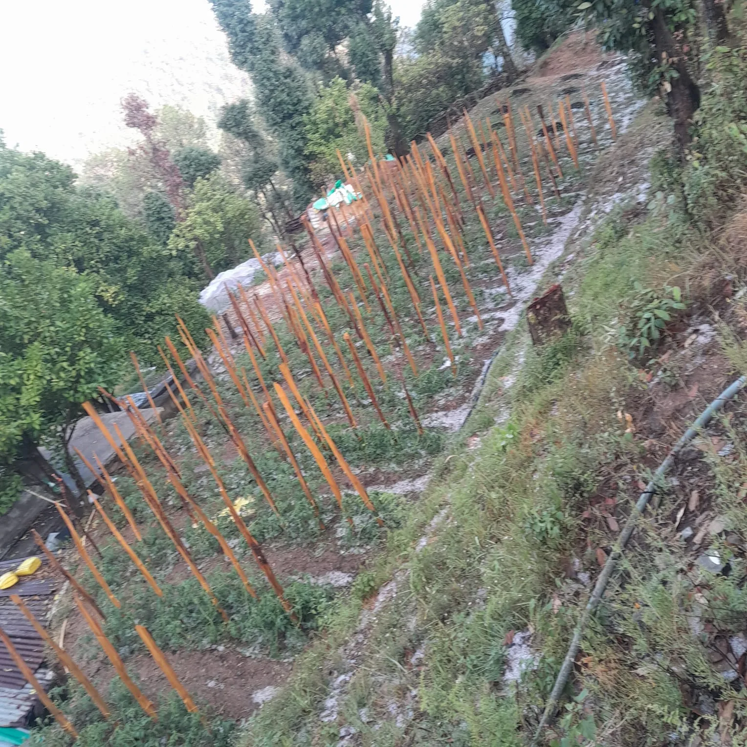 ओलावृष्टि की मार से धारी के किसान बेहाल, बाजार मूल्य के हिसाब से मुआवजे की मांग