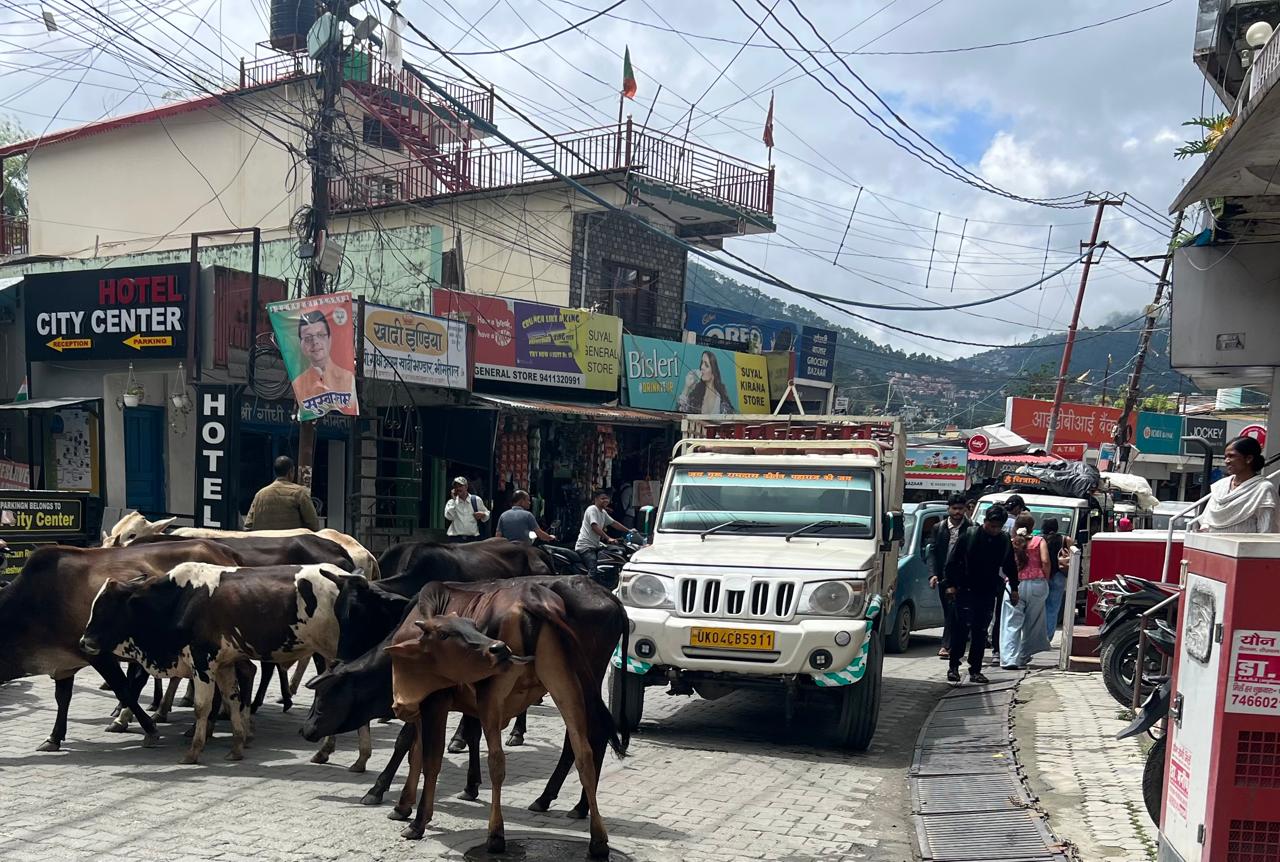बेसहारा पशुओं ने मल्लीताल बाजार में लगाया जाम